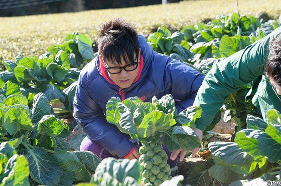 復習 静岡県菊川市の芽キャベツ 13年1月19日放送 前代未聞 満天 青空レストランの予告から想像だけで紹介しちゃうブログ です 放送後のお取り寄せグルメもご紹介